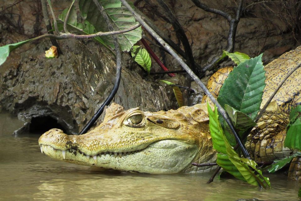 From Madre De Dios Night Trekking in the Amazon Rainforest - Experience Highlights