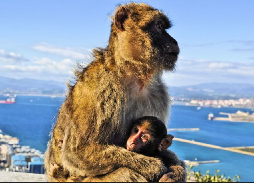 From Malaga: Private Gibraltar Highlights Day Trip - Experience Highlights