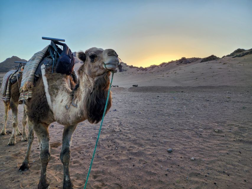 From Marrakech: 2-Day Trip to Zagora Desert With Berber Camp - Experience Highlights and Inclusions