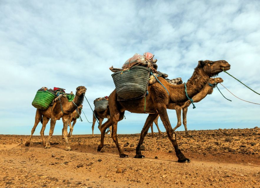 From Marrakech: 2 Day Trip to Zagora Desert - Logistics and Recommendations