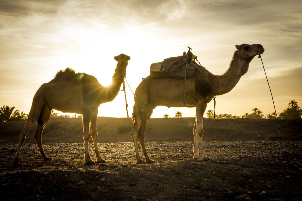 From Marrakech: 3-Day Sahara Desert Trip - Experience Highlights
