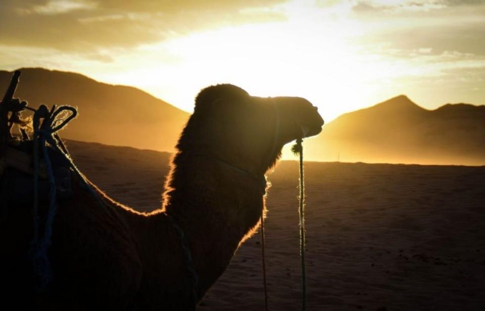 From Marrakech: 6 Days Deep South In Morocco And Desert Tour - Accommodation and Guide Information