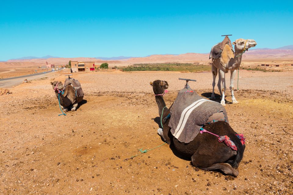 From Marrakech: Atlas Mountains Day Trip With Camel Ride - Logistics