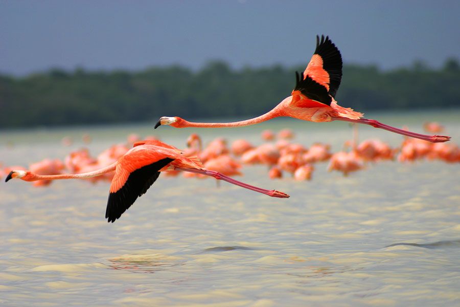 From Mérida: Ria Celestun Biosphere Reserve Tour - Transportation Details