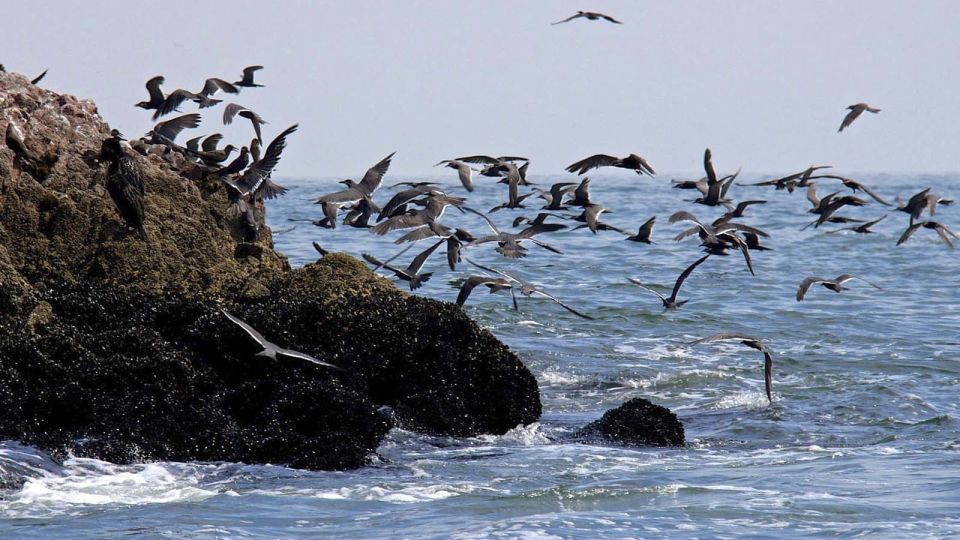 From Paracas: Ballestas Island Boat Tour With Entrances - Tour Duration and Availability