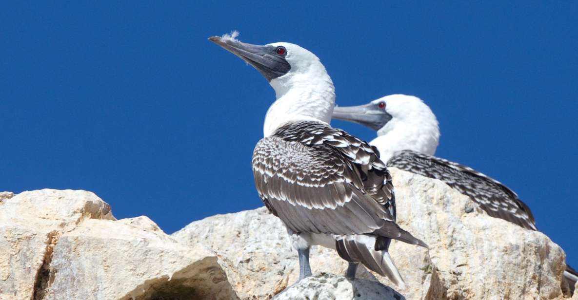 From Paracas: Ballestas Islands and Tambo Colorado Tour - Experience Highlights