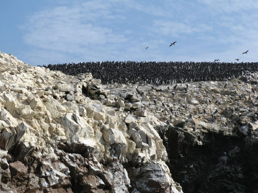 From Paracas: Ballestas Islands Boat Ride Tour - Tour Description