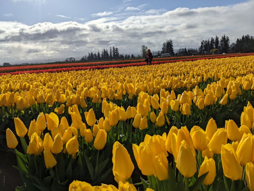 From Portland: Wooden Shoe Tulip Farm Festival Entry Ticket - Festival Description