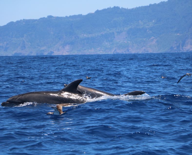 From Porto Moniz: Whale and Dolphin Watching Tour in Madeira - Important Information