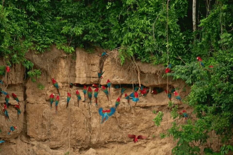 From Puerto Maldonado: Sandoval Lake Macaw Clay Lick 4-Day - Wildlife Spotting