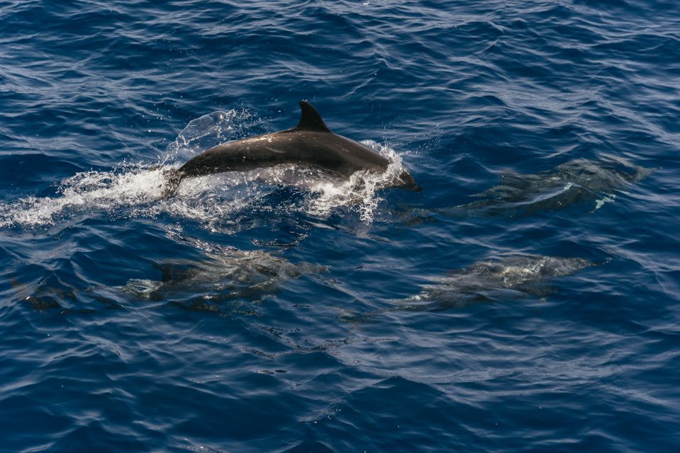 From Puerto Rico De Gran Canaria: Dolphin Watching Cruise - Participant Information