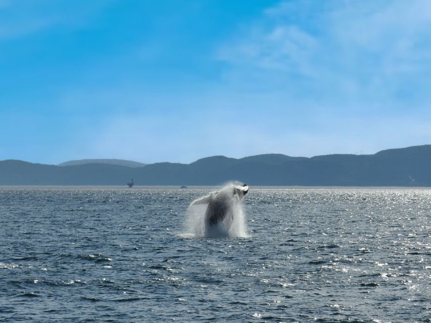 From Quebec City: Whale Watching Excursion Full-Day Trip - Booking Information