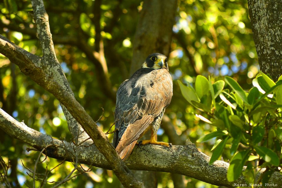 From Riviera Maya : Sian Ka'an Muyil Birdwatching With Guide - Guide and Expertise