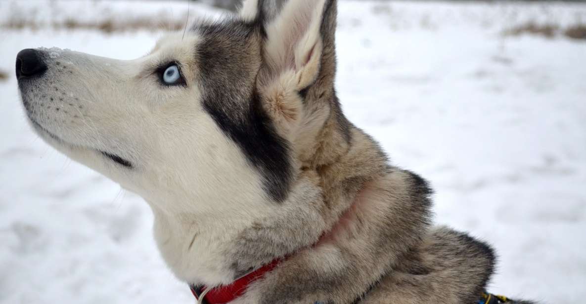 From Rovaniemi: 5km Husky Sleigh Ride - Tour Inclusions