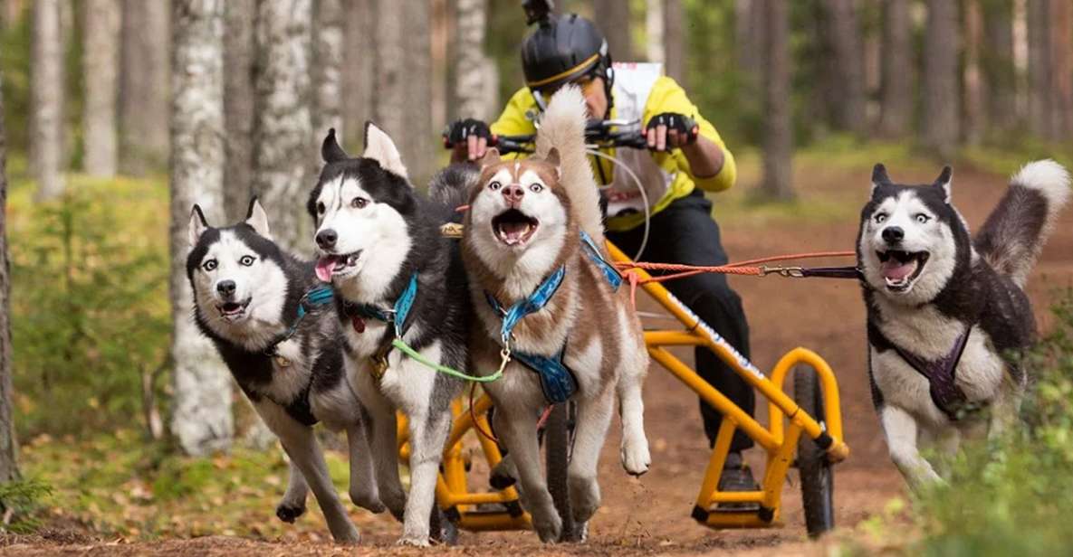 From Rovaniemi: Autumn Husky Safari Adventure - Additional Information