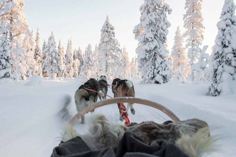 From Rovaniemi: Lapland Reindeer and Husky Sled Safari - Full Description