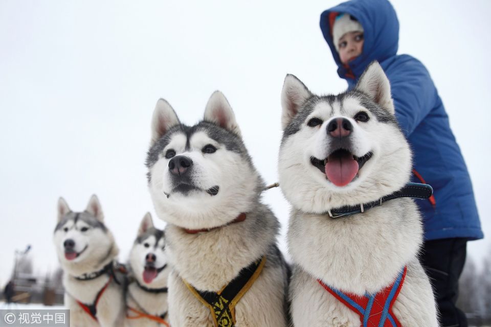 From Rovaniemi: Self-Driven 10km Husky Sled Ride - Preparation Tips for the Sled Ride
