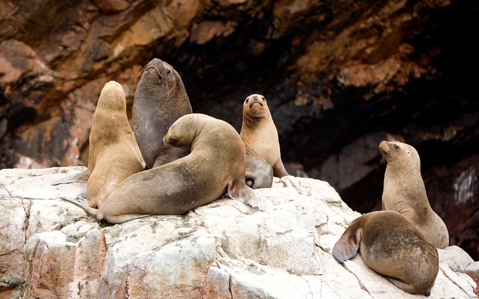 From San Martin Port: 2-Hour Ballestas Island - Full Tour Description