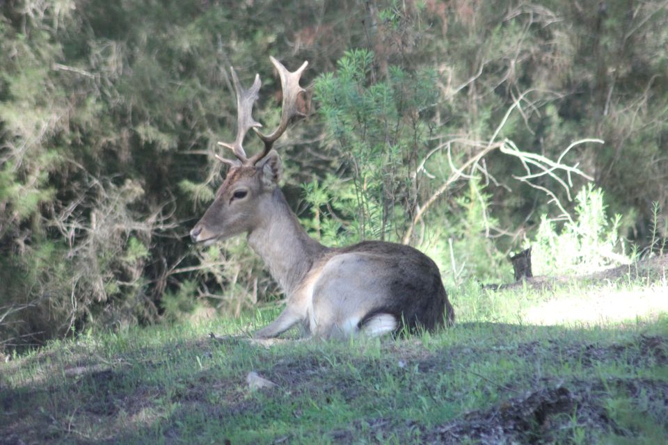 From Seville: Doñana National Park Full-Day Private Tour - Tour Description