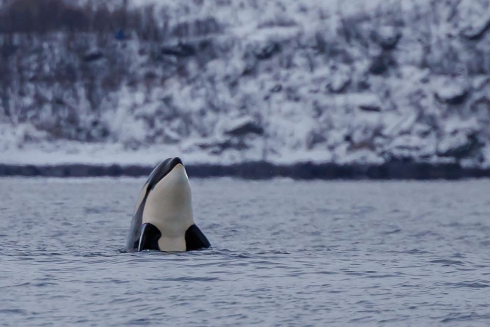 From Skjervøy: Whale Watching in a Heated Cabin Cruiser - Tour Highlights