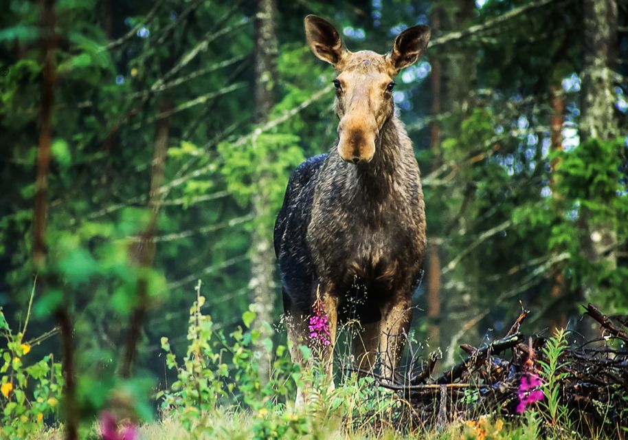 From Stockholm: Wildlife Safari With Campfire Dinner - Payment Options