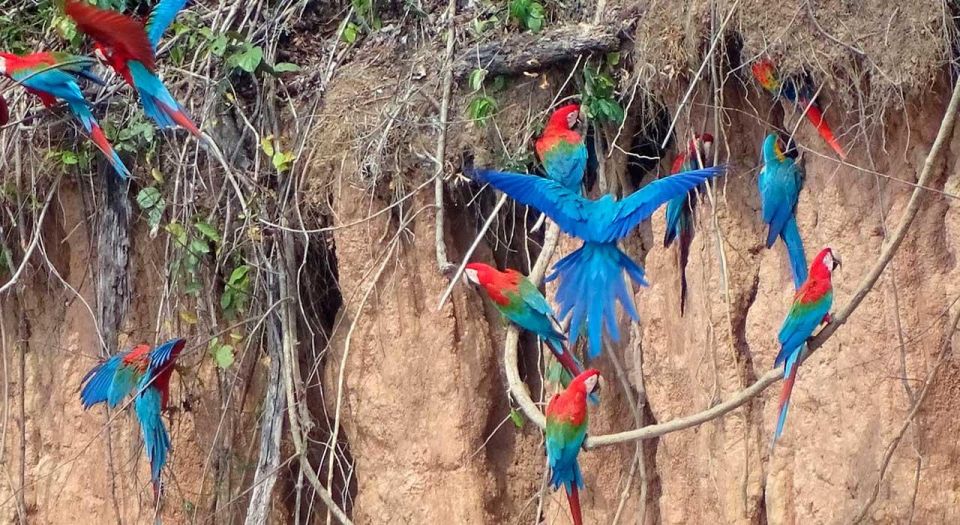 From Tambopata: Parrots and Macaws Clay Lick - Attractions at Macaw Clay Lick: Chuncho