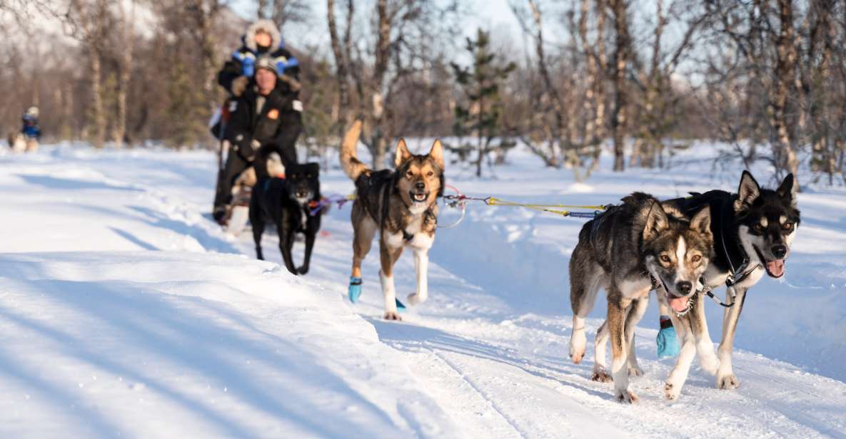 From Tromsø: Fun and Easy Dog Sledding Adventure - Booking Information