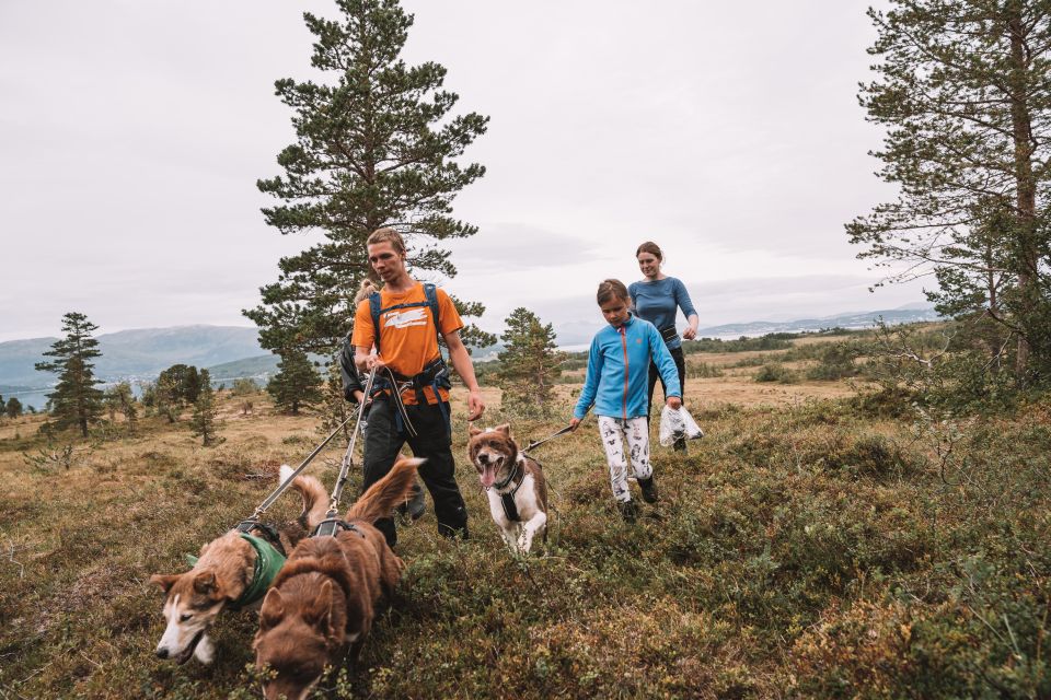 From Tromso: Husky Hike With Traditional Lunch - Customer Reviews