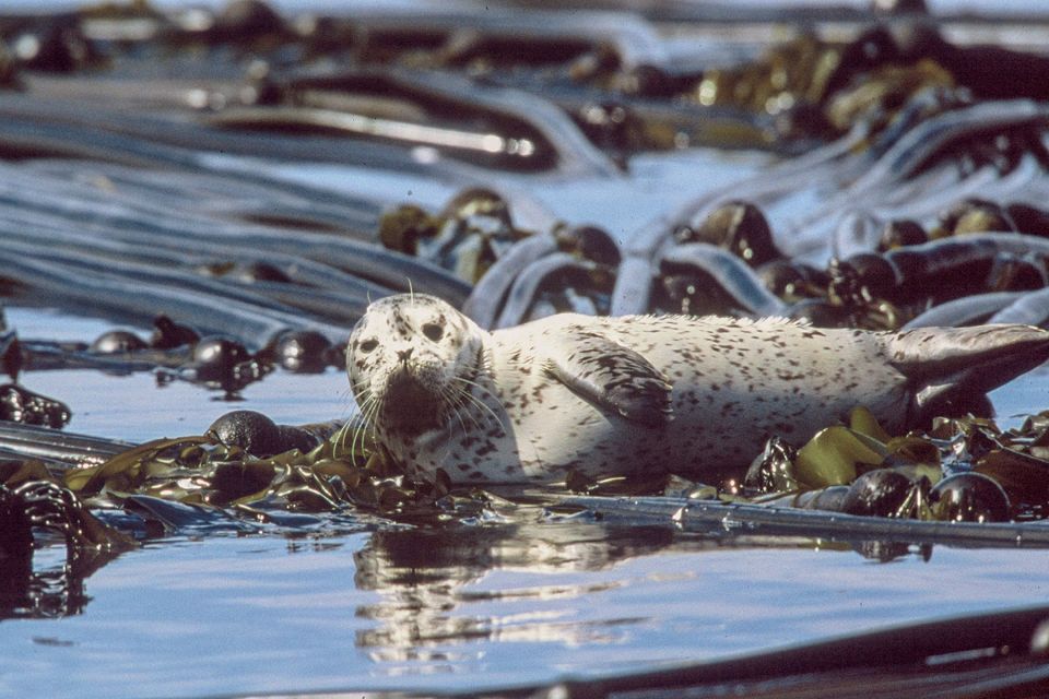 From Victoria: Whale Watching Marine Wildlife Excursion - Vessel Experience