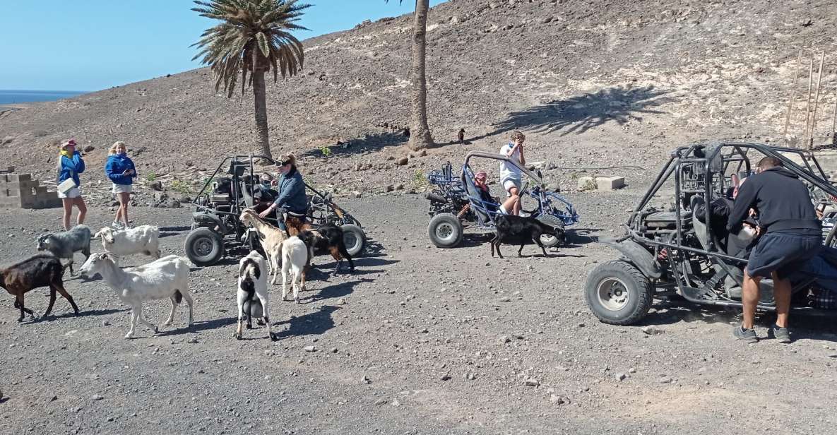 Fuerteventura: Jandía Natural Park & The Puertito Buggy Tour - Experience Highlights of the Buggy Tour