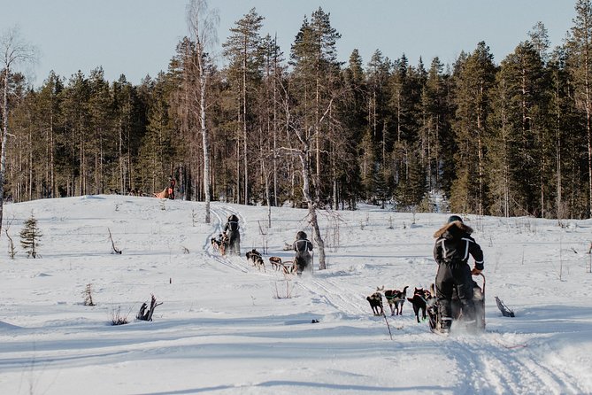 Full Day 30 to 40KM Taiga Husky Tour With a Lunch, in Rovaniemi - Cancellation Policy