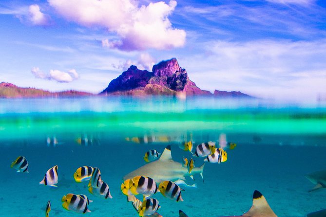Full-Day Bora Bora Lagoon Cruise Including Snorkeling With Sharks and Stingrays - Additional Information