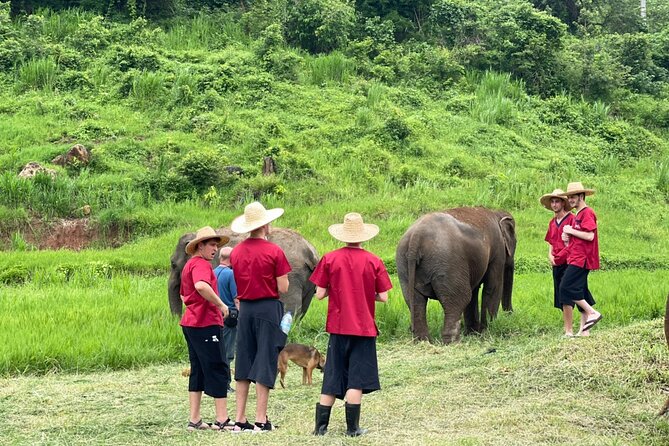 Full Day Experience at Ran-Tong Save & Rescue Elephant Centre - Reviews and Ratings