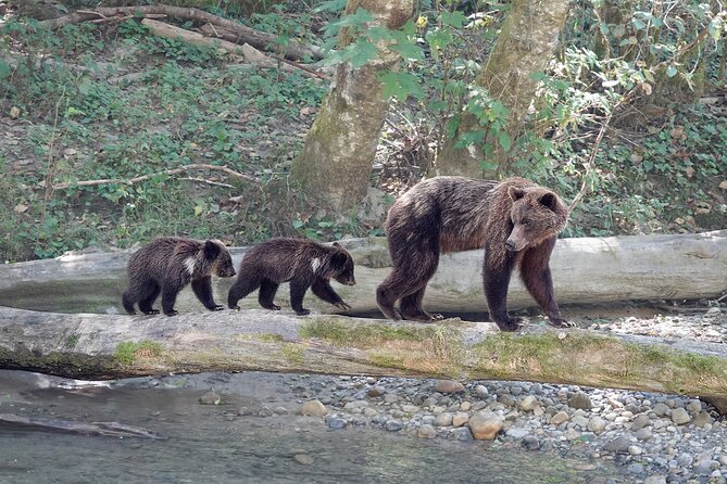 Full Day Grizzly Bear Tour to Bute Inlet - Wildlife Viewing Opportunities