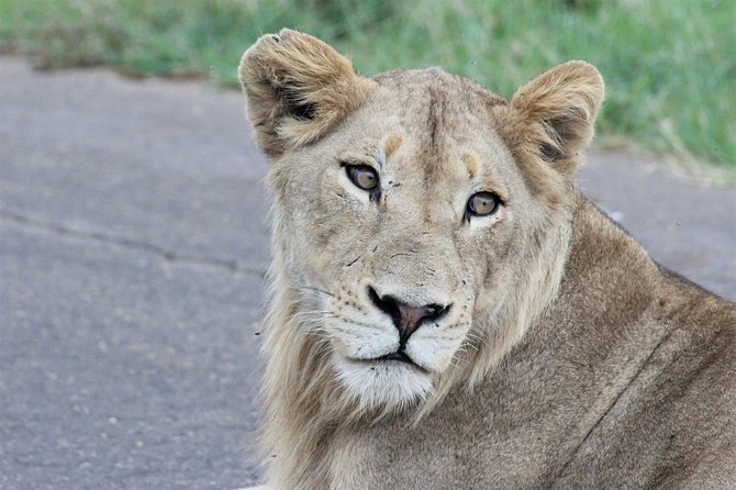 Full Day Kruger National Park - Lunch Options