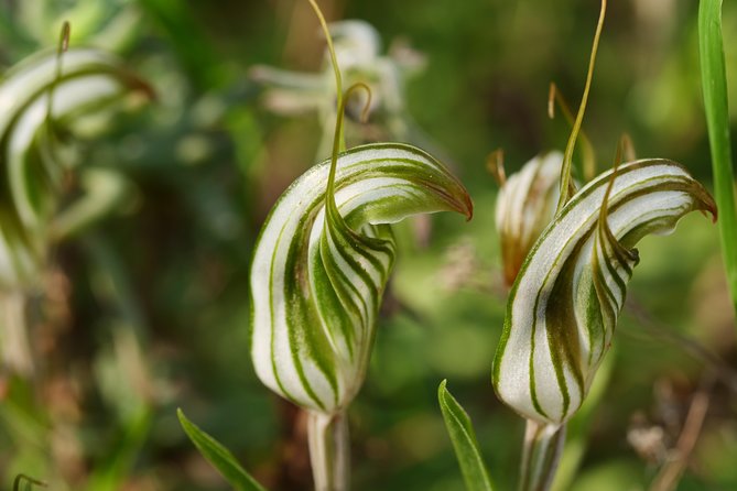 Full-Day Perth Flower Photography Excursion - Inclusive Amenities