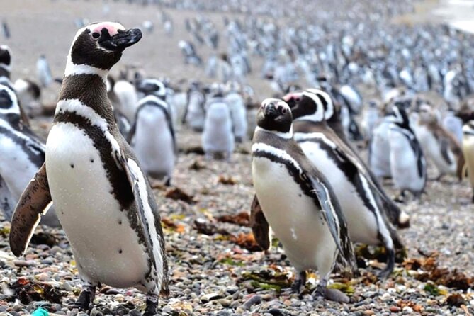 Full Day Punta Tombo - Walking Among Penguins Experience - Madryn - Insider Tips