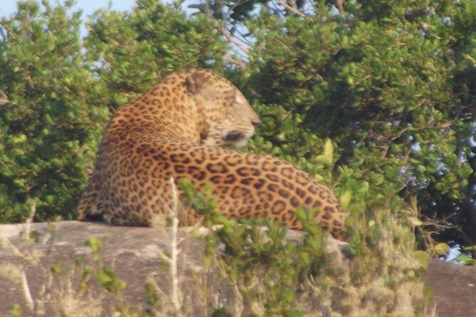 Full Day Safari ( The Best for Leopards ) in Yala - Additional Information and Resources