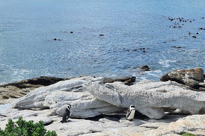 Full-Day Tour Stony Point Penguin Colony at Bettys Bay (Up to 10 Persons) - Pricing & Payment