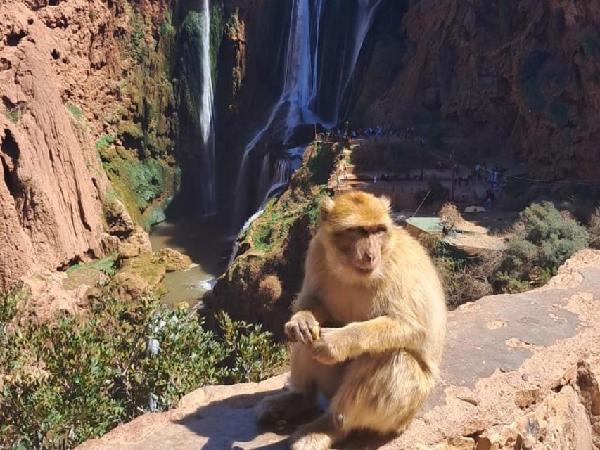 Full-Day Trip to Ouzoud Waterfalls - Tour Highlights