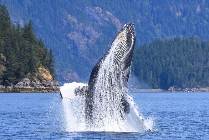 Full Day Whale Watching Campbell River - Customer Reviews and Ratings