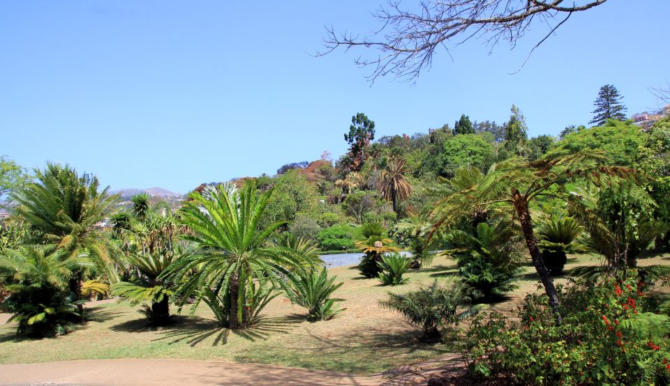 Funchal: Botanical Garden in a Tuk-Tuk Tour - Tuk-Tuk Experience
