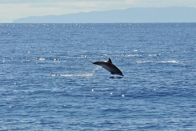 Funchal Dolphin and Whale Watching Catamaran Trip - Directions