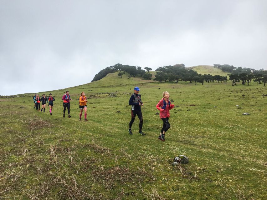 Funchal: Fanal Ancient Forest Running Tour - Participant Limit and Guide