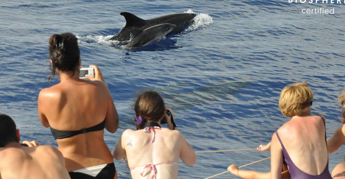 Funchal: Pico Arieiro, Cristo Rei and Dolphins Watching - Customer Reviews