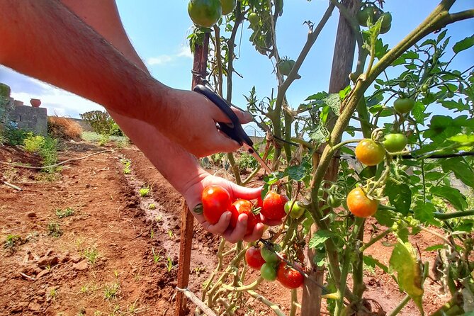 Funchal Private Farm Dinner Experience  - Madeira - Traveler Requirements and Participation