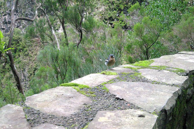 Funchal Small-Group Full-Day 15 Water Springs Walk  - Madeira - Risco Waterfall Sighting