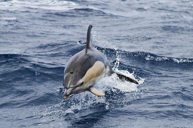 Funchal Speedboat Sealife Tour  - Madeira - End of Activity Procedures