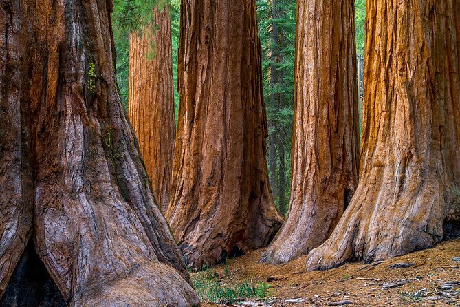 Giant Redwoods Tour Including a 5-Course Winery Lunch - Culinary Experience