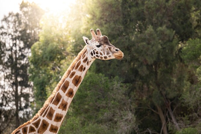 Giraffe Experience at Werribee Open Range Zoo - Excl. Entry - What To Expect